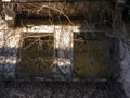 Two empty windows of ruined house with dry ivy front view Royalty Free Stock Photo