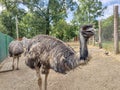 Two Emu at Oradea Zoo, Romania Royalty Free Stock Photo