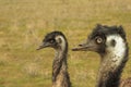 Two emus emu a species of flightless bird endemic to Australia,