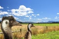 Close up view of two emus head