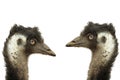 Two emus on white background Royalty Free Stock Photo