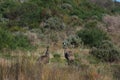 Two emus in wild Australian bush land