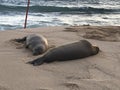 Hawaiian Monk Seals Rest on the Beach