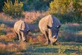 Two endangered Southern white rhinoceros, Ceratotherium simum, mother and calf, grazing on savanna, front view, vivid colors. Royalty Free Stock Photo