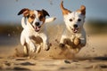 Two energetic dogs enjoy a playful run on a beautiful sandy beach, Jack Russell Terrier and Jack Russell Terrier playing in the