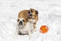 Two bulldogs with a ball in the snow