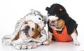 Two english bulldogs wearing cat and wolf costumes