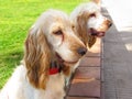 Two English Cocker Spaniel puppies