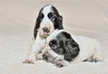 Two English Cocker Spaniel Puppies Royalty Free Stock Photo