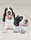 Two English Cocker Spaniel Puppies Royalty Free Stock Photo