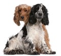 Two English Cocker Spaniels, 2 years old Royalty Free Stock Photo