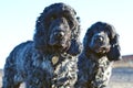 Two English Cocker Spaniels on the beach