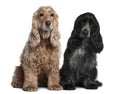 Two English Cocker Spaniels, sitting