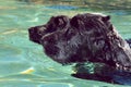 Two English Cocker Spaniels swimming