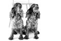 Two English Cocker Spaniels white background