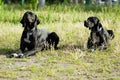 Two English pointer dogs Royalty Free Stock Photo