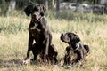 Two English pointer dogs Royalty Free Stock Photo