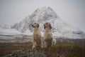 Two english setter dogs sitting in the wide open landscape of northern norway Royalty Free Stock Photo