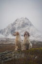 Two english setter dogs sitting in the wide open landscape of northern norway