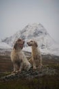 Two english setter dogs sitting in the wide open landscape of northern norway Royalty Free Stock Photo