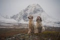 Two english setter dogs sitting in the wide open landscape of northern norway