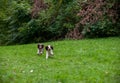 Two English Springer Spaniels Dogs Playing on the grass. Playing with Tennis Ball. Royalty Free Stock Photo