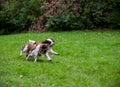 Two English Springer Spaniels Dogs Playing on the grass. Playing with Tennis Ball.