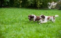 Two English Springer Spaniels Dogs Running and Playing on the grass. Playing with Tennis Ball. Royalty Free Stock Photo