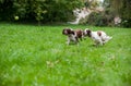 Two English Springer Spaniels Dogs Running and Playing on the grass. Playing with Tennis Ball. Royalty Free Stock Photo