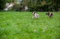 Two English Springer Spaniels Dogs Running and Playing on the grass. Playing with Tennis Ball. Royalty Free Stock Photo