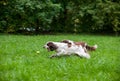 Two English Springer Spaniels Dogs Running and Playing on the grass. Playing with Tennis Ball. Royalty Free Stock Photo