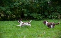 Two English Springer Spaniels Dogs Running and Playing on the grass.