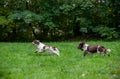 Two English Springer Spaniels Dogs Running and Playing on the grass.