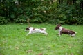 Two English Springer Spaniels Dogs Running and Playing on the grass. Playing with Tennis Ball. Royalty Free Stock Photo