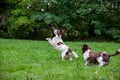 Two English Springer Spaniels Dogs Running and Playing on the grass. Playing with Tennis Ball. Royalty Free Stock Photo