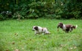 Two English Springer Spaniels Dogs Running and Playing on the grass. Playing with Tennis Ball. Royalty Free Stock Photo