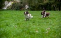 Two English Springer Spaniels Dogs Running and Playing on the grass. Playing with Tennis Ball.