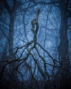 Two Entwined branches fallen from a tree in a foggy forest