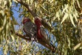 Two Eolophus roseicapilla or galah's perched in a eucalyptus tree Royalty Free Stock Photo