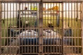 The two escape cells of the maximum security federal prison Alcatraz, located on an island in the middle of San Francisco Bay. Royalty Free Stock Photo