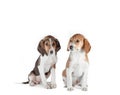 two estonian hound puppies on a white background