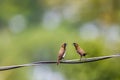 Two Estrildidae sparrows or estrildid finches perched on a power line swaying in the wind Royalty Free Stock Photo