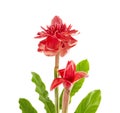 Two Etlingera elatior Red torch ginger flower with leaves isolated on white background, with clipping path Royalty Free Stock Photo