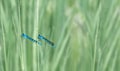 Two Eurasian Bluets Damselflies ( Coenagrion )