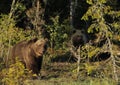 Two Eurasian Brown Bears Royalty Free Stock Photo