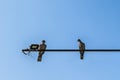 Two Eurasian collared doves sit on a street lamp,  on a blue sky Royalty Free Stock Photo