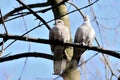 Two Eurasian collared doves on a tree branch Royalty Free Stock Photo