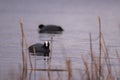 Two eurasian common coot (Fulica atra) swimming on peaceful lake, black water bird with white beak and red eyes Royalty Free Stock Photo