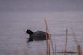 Two eurasian common coot (Fulica atra) swimming on peaceful lake, black water bird with white beak and red eyes Royalty Free Stock Photo