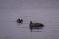 Two eurasian common coot (Fulica atra) swimming on peaceful lake, black water bird with white beak and red eyes Royalty Free Stock Photo